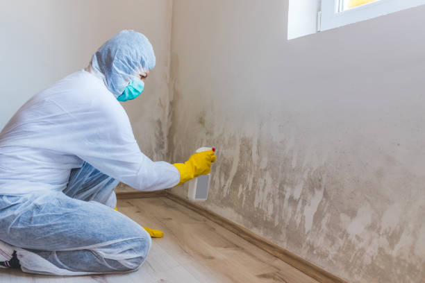 Best Basement Mold Removal  in Moroni, UT