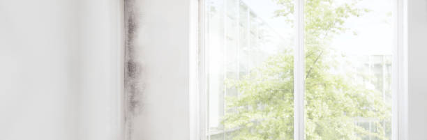 Best Mold Damage Restoration  in Moroni, UT