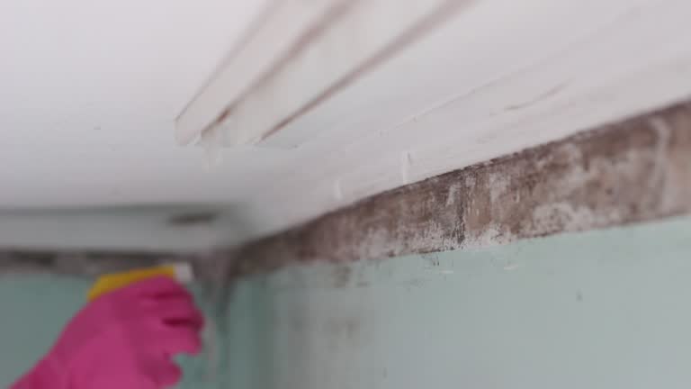 Best Black Mold Removal  in Moroni, UT